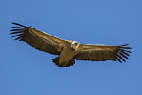 Image. Griffon Vulture