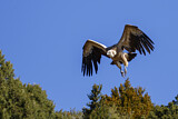 Image. Griffon Vulture