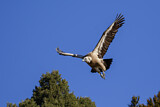 Image. Griffon Vulture