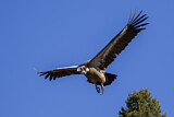 Image. Griffon Vulture