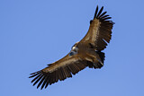 Image. Griffon Vulture