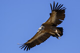 Image. Griffon Vulture