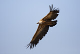Image. Griffon Vulture