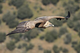 Image. Griffon Vulture