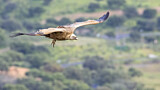 Image. Griffon Vulture