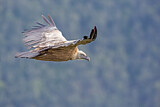 Image. Griffon Vulture