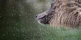 Image. Grizzly Bear