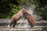 Image. Grizzly Bear