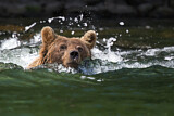 Image. Grizzly Bear