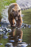 Image. Grizzly Bear