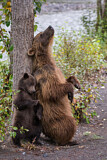 Image. Grizzly Bear