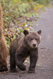 Image. Grizzly Bear