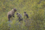 Image. Grizzly Bear