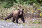 Image. Grizzly Bear