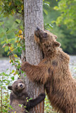 Image. Grizzly Bear