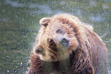 Image. Grizzly Bear