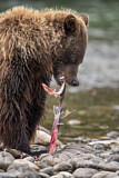 Image. Grizzly Bear
