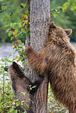 Image. Grizzly Bear