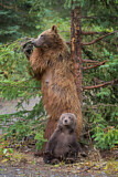 Image. Grizzly Bear