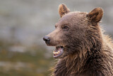 Image. Grizzly Bear
