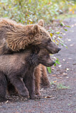 Image. Grizzly Bear