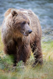 Image. Grizzly Bear