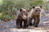 Image. Grizzly Bear