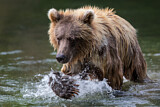 Image. Grizzlybär