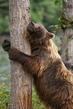 Image. Grizzlybär
