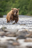 Image. Grizzlybär
