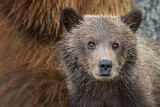 Image. Grizzlybär