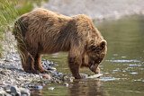 Image. Grizzlybär