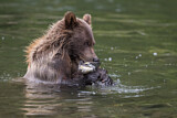 Image. Grizzlybär