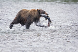 Image. Grizzlybär