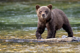 Image. Grizzlybär