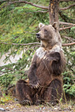 Image. Grizzlybär