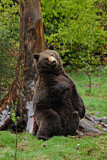 Image. Grizzlybär