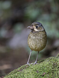 Image. Große Bartameisenpitta