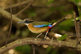 Image. Große Blauflügelpitta
