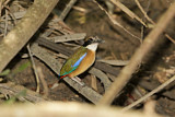 Image. Große Blauflügelpitta