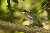 Image. Große Blauflügelpitta