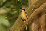 Image. Große Blauflügelpitta