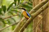 Image. Große Blauflügelpitta