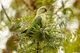 Image. Großer Alexandersittich