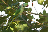 Image. Großer Alexandersittich