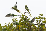 Image. Großer Alexandersittich