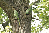Image. Großer Alexandersittich