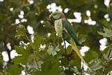 Image. Großer Alexandersittich