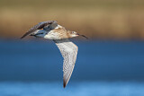 Image. Großer Brachvogel