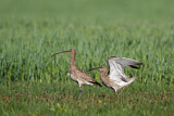 Image. Großer Brachvogel